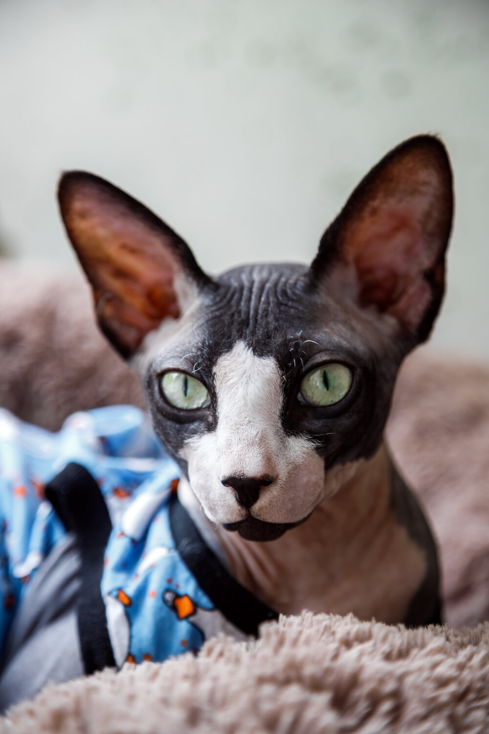 Photo #14056682