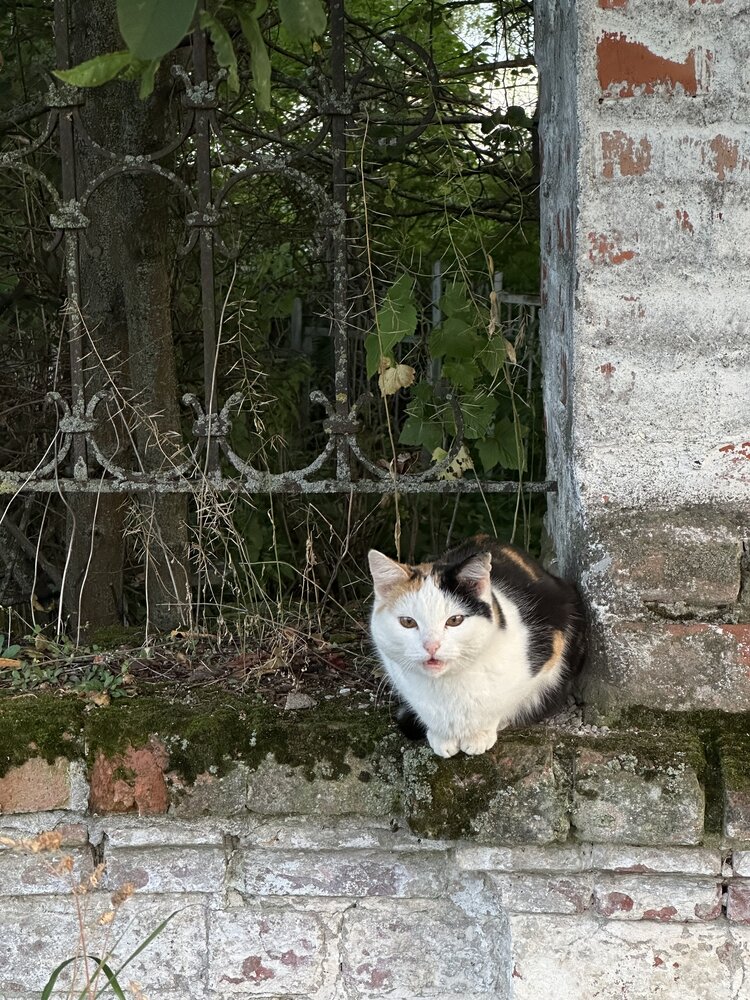 Фотография автора Екатерина Корчагина