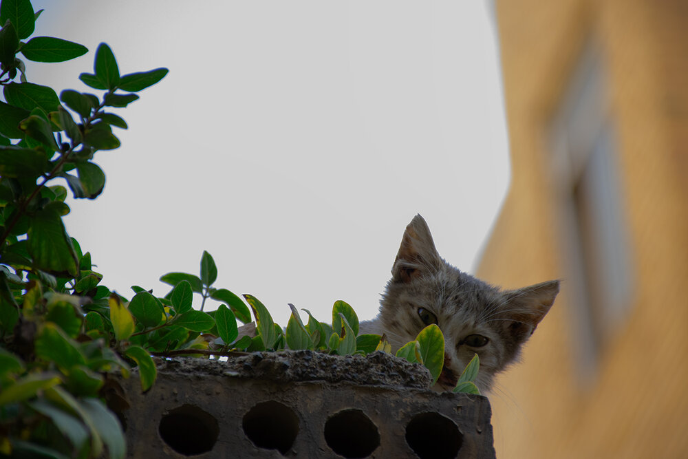 Photograph by Mirmohseni Ghazal