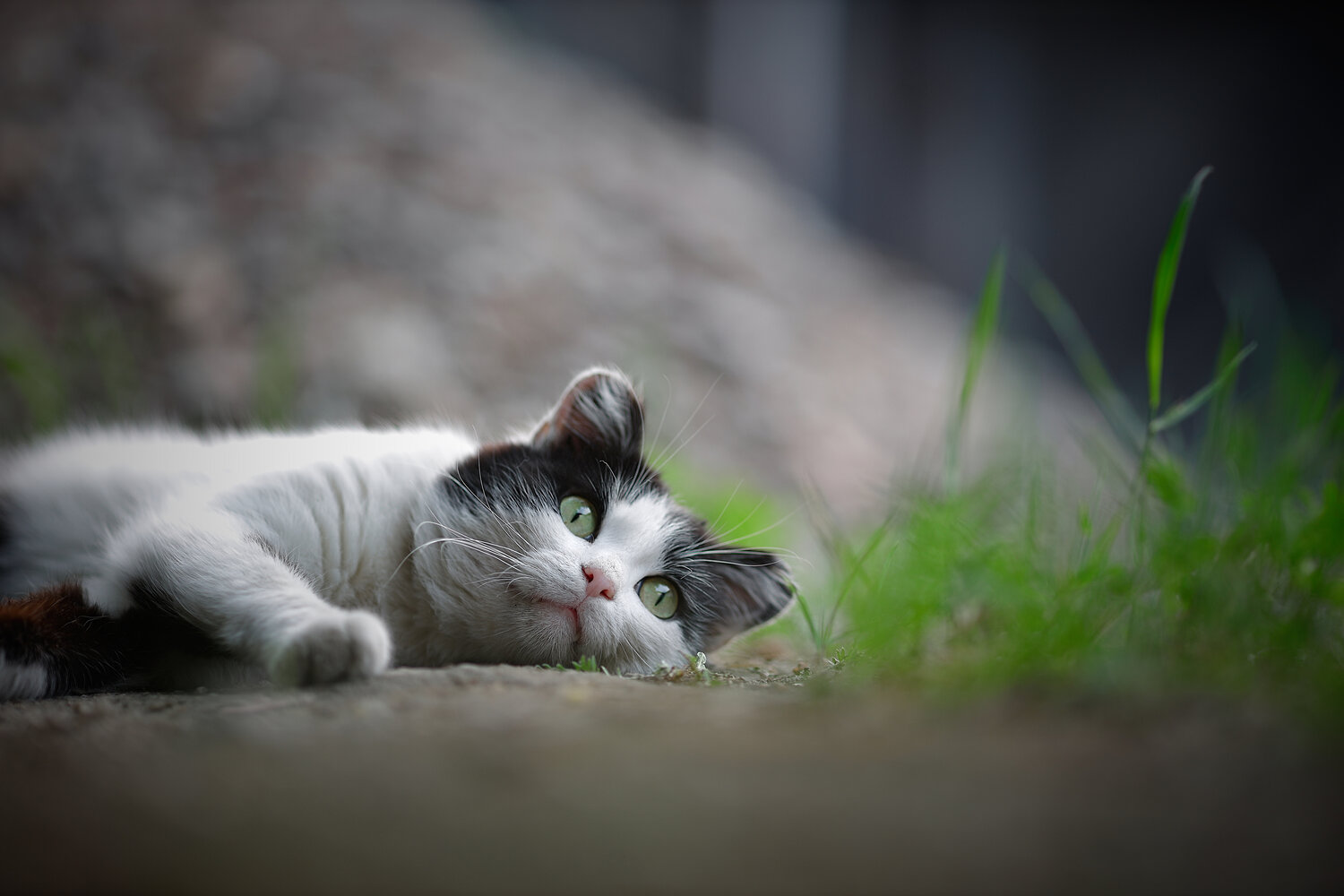 Photo #14056787