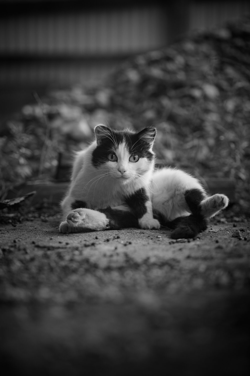Photo #14056847