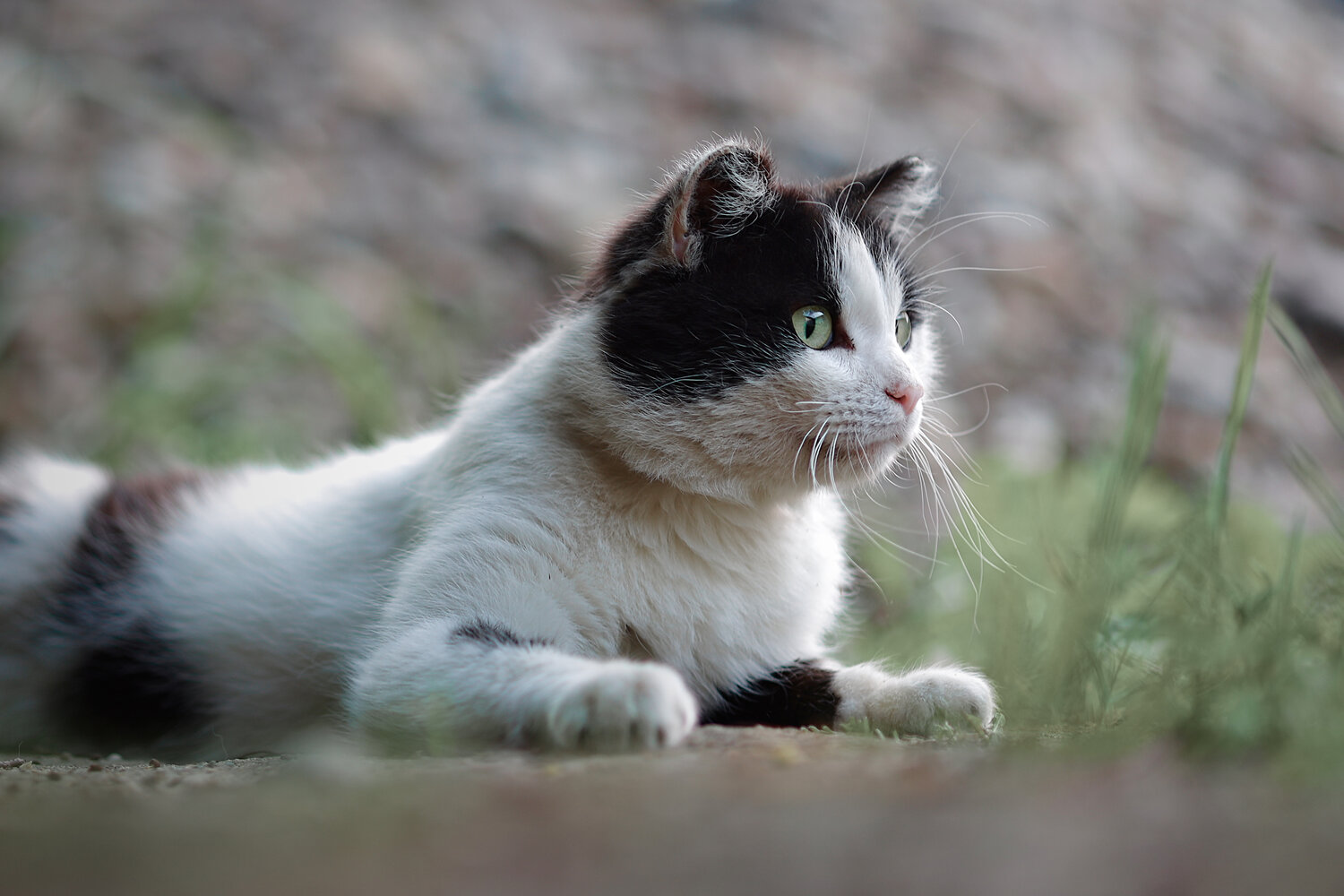 Photo #14056875