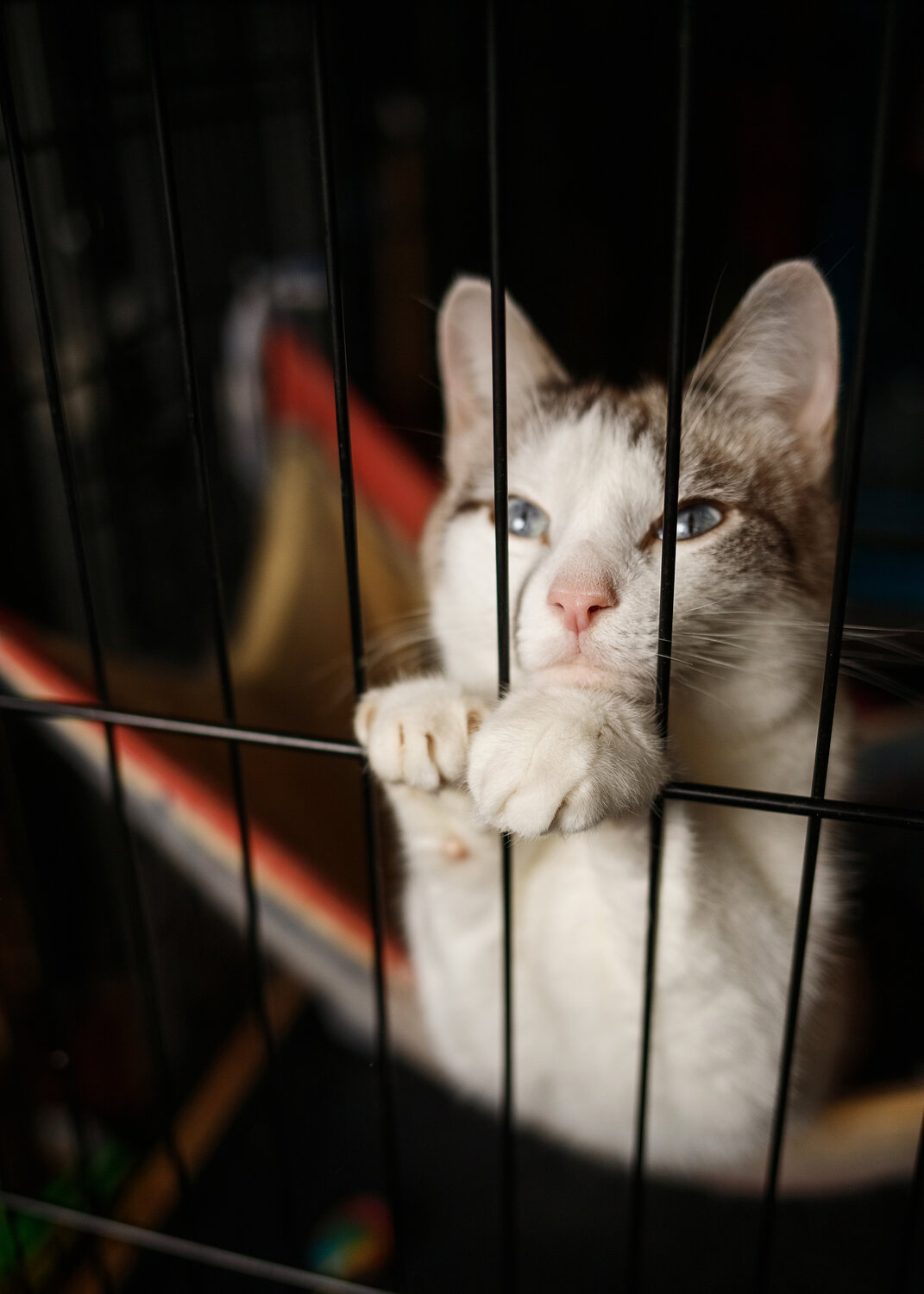 Photo #14056878