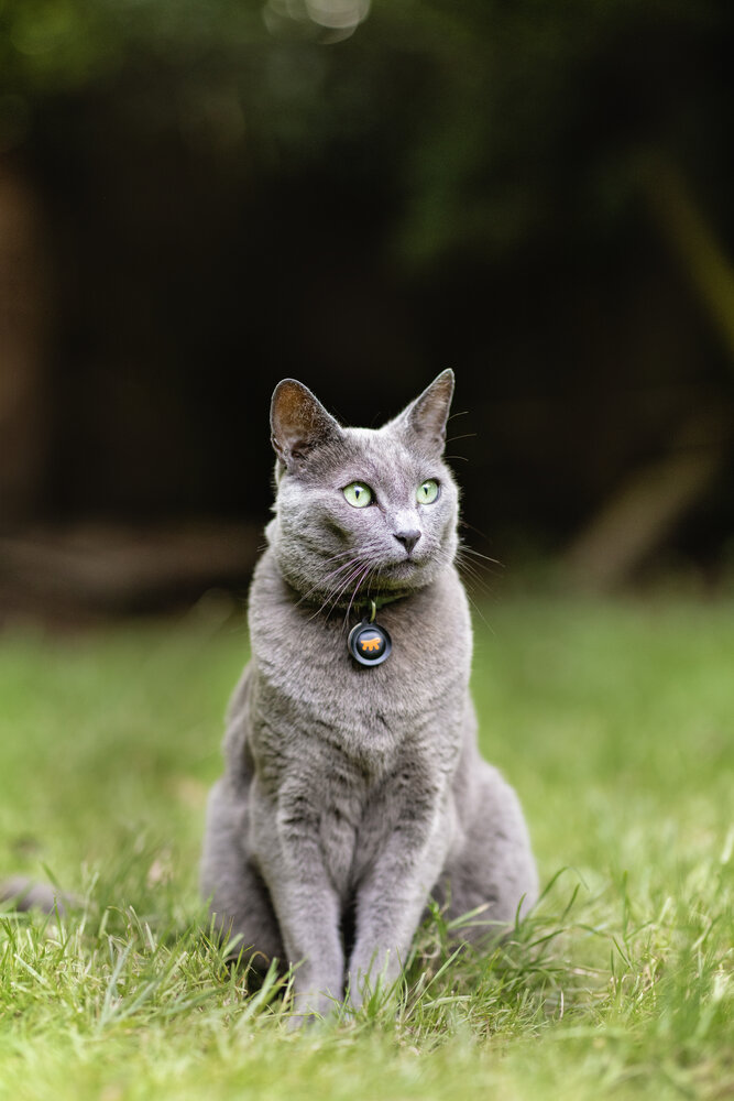Blue Russian