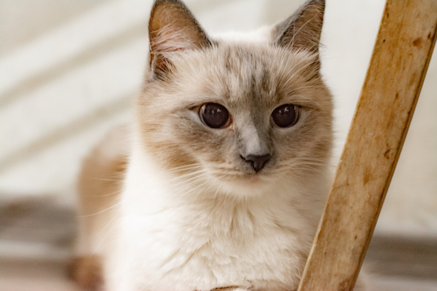 Photo #14057081