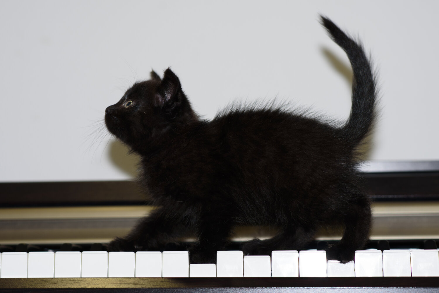 Photo #14057244