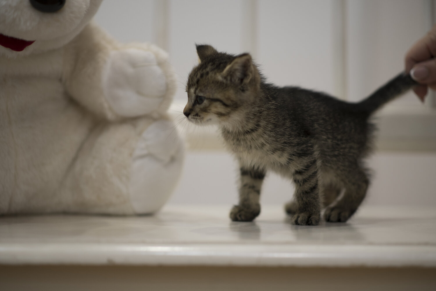 Photo #14057246