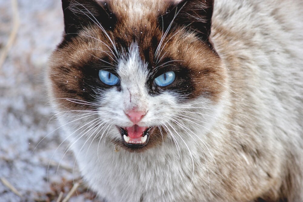 Фотография автора Марина Мишутина