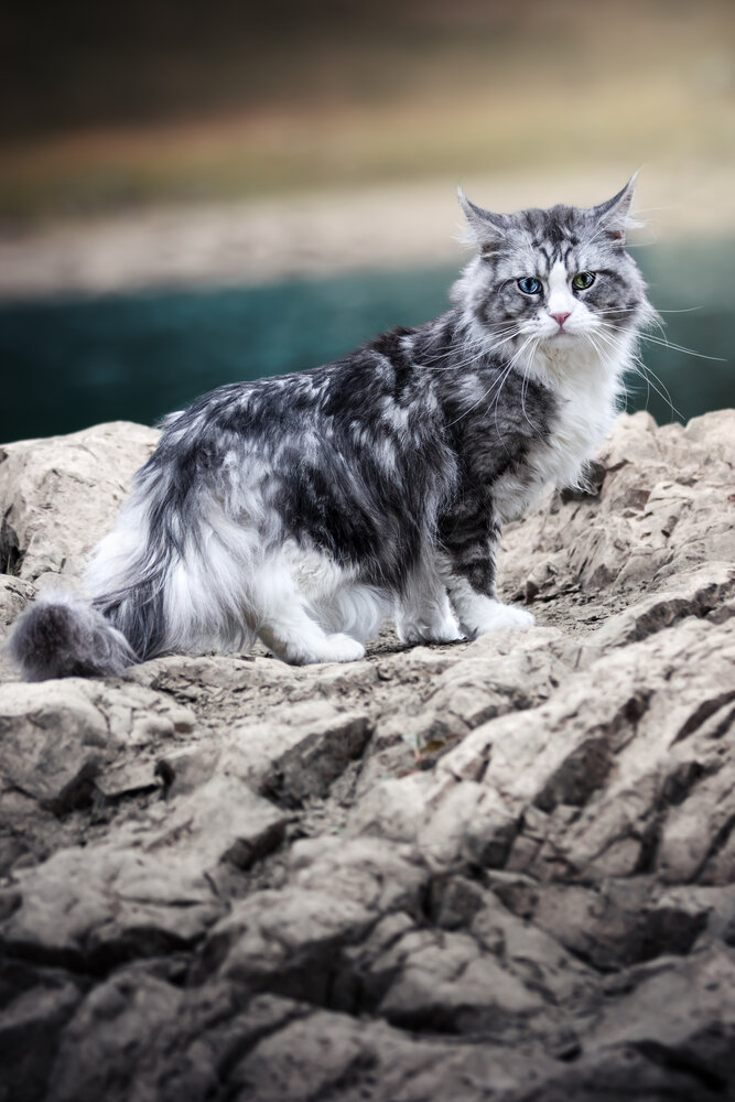 Photograph by Coralie JACQUES