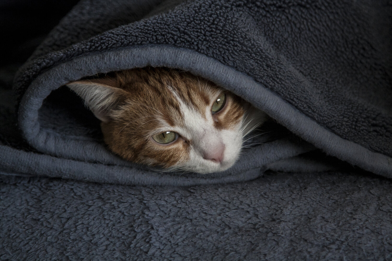 Photo #14057539