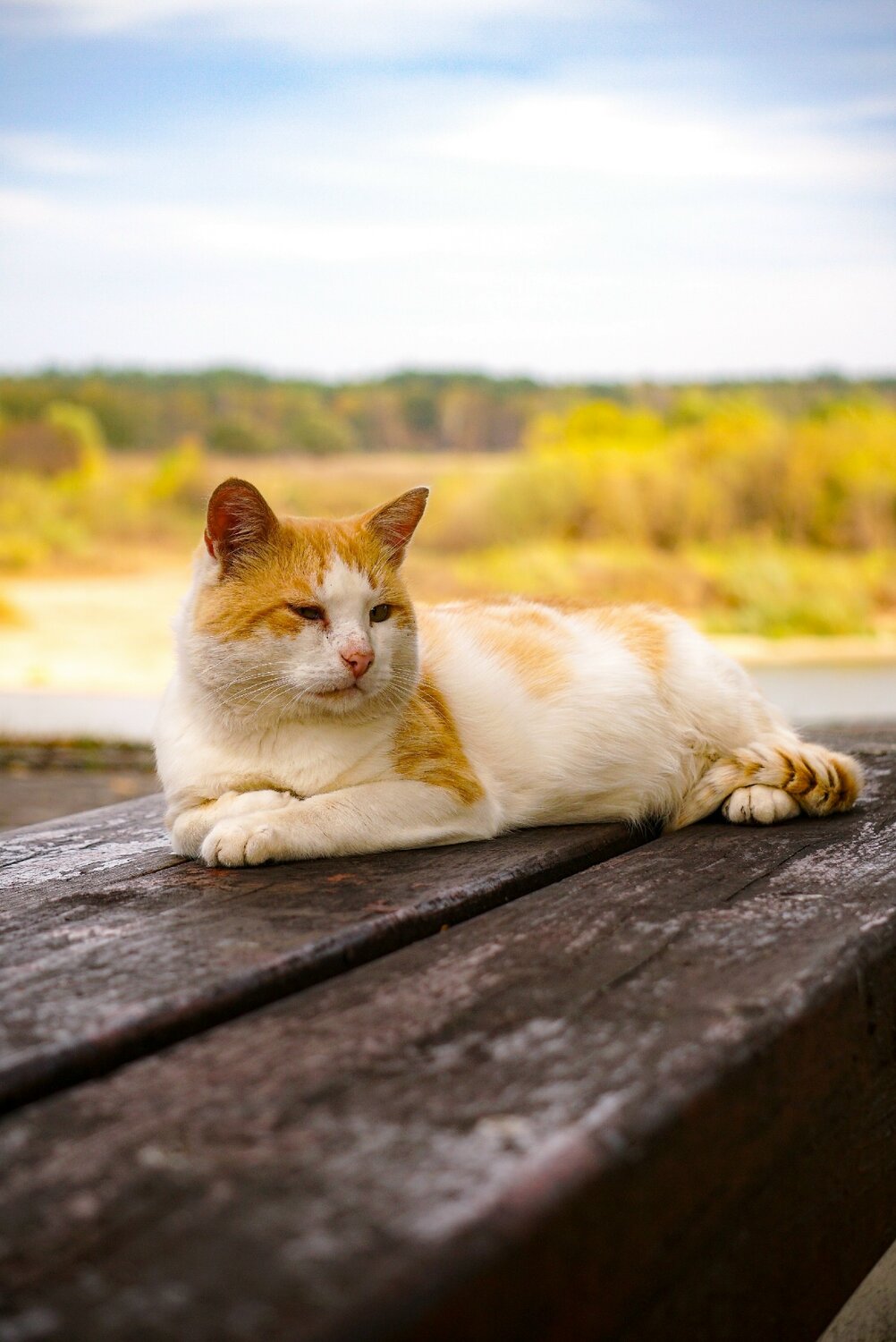 Photo #14057573