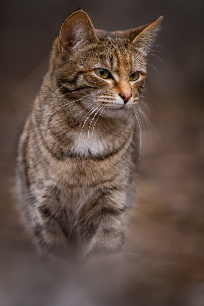 Photograph by Леша Родин