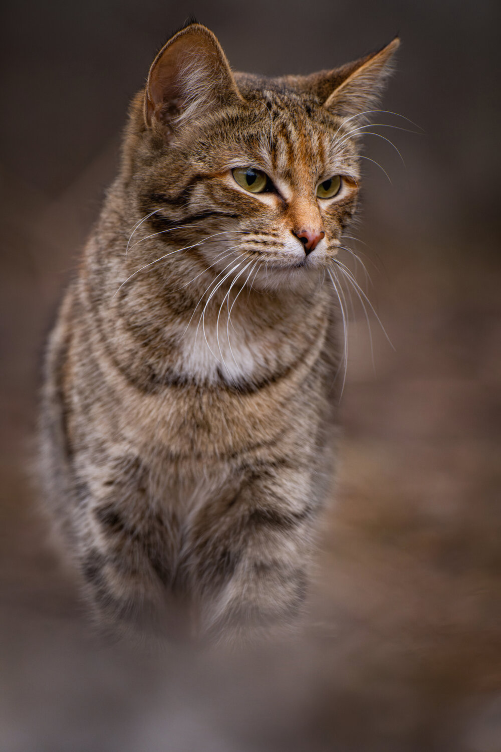 Photo #14057577