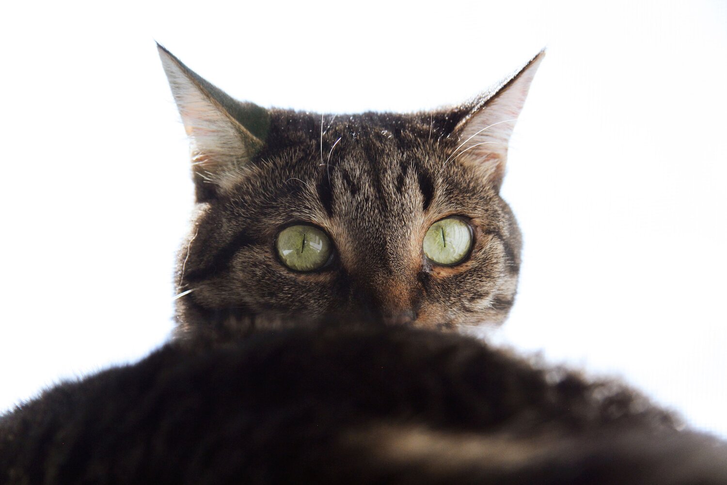 Photo #14057727