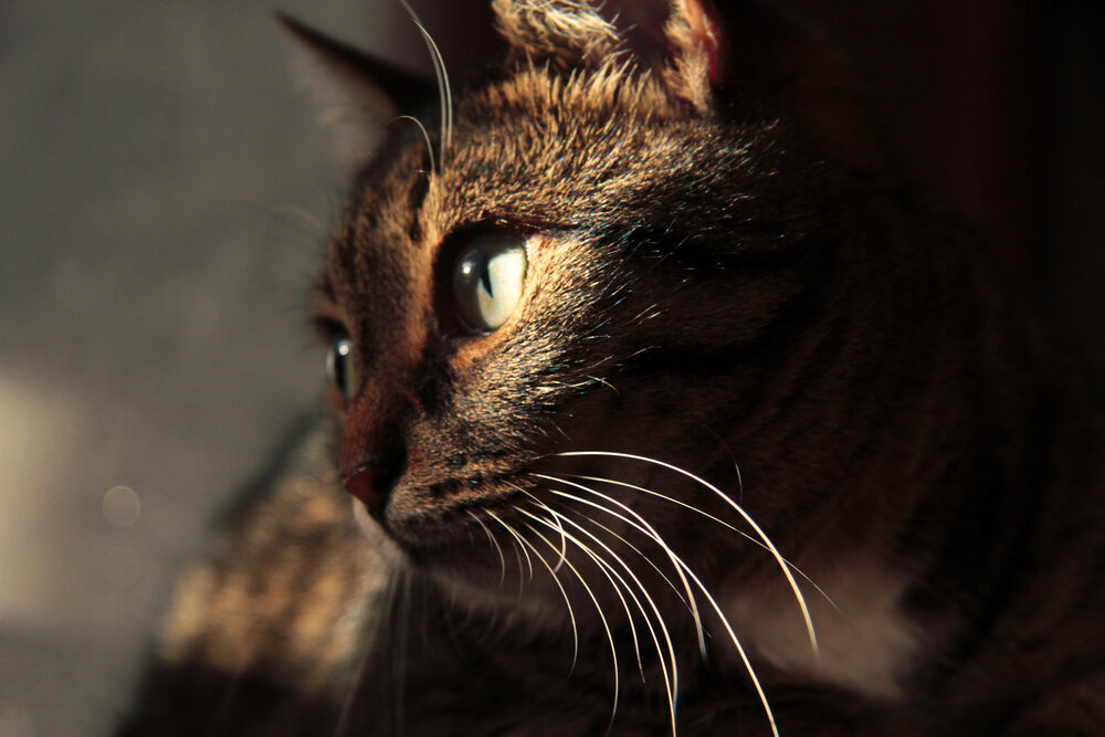Photo #14057733