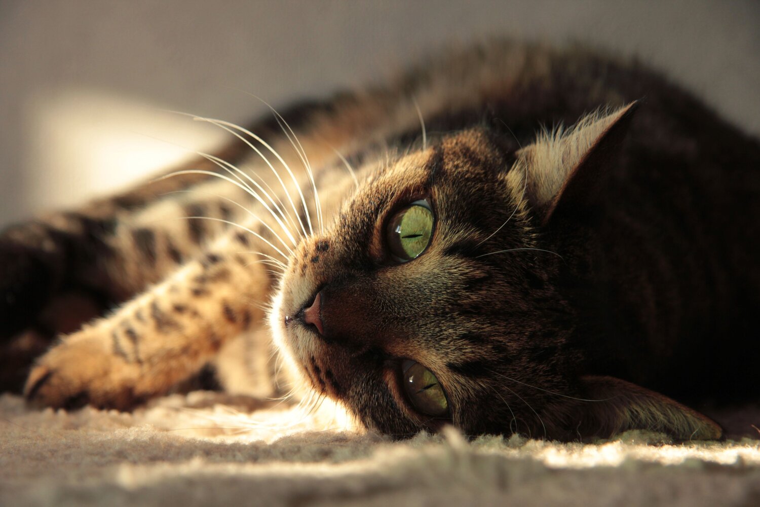 Photo #14057737