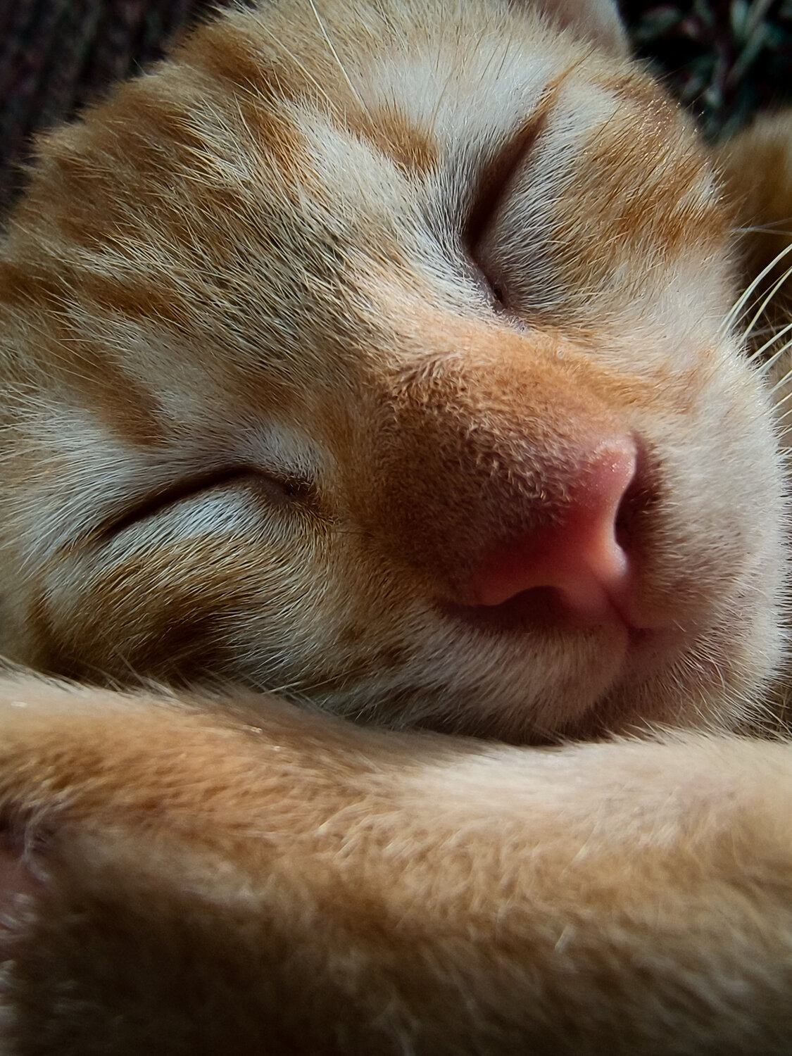 Photo #14057755