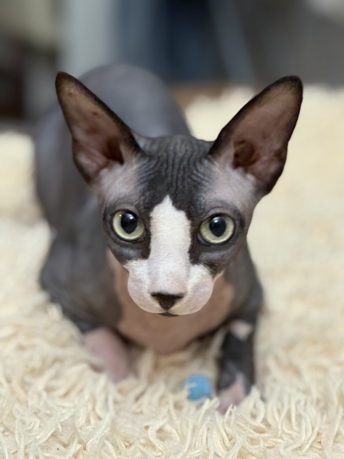 Photo #14057851