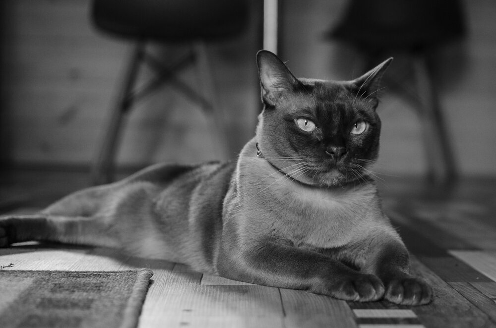 Photograph by Татьяна Корнишина