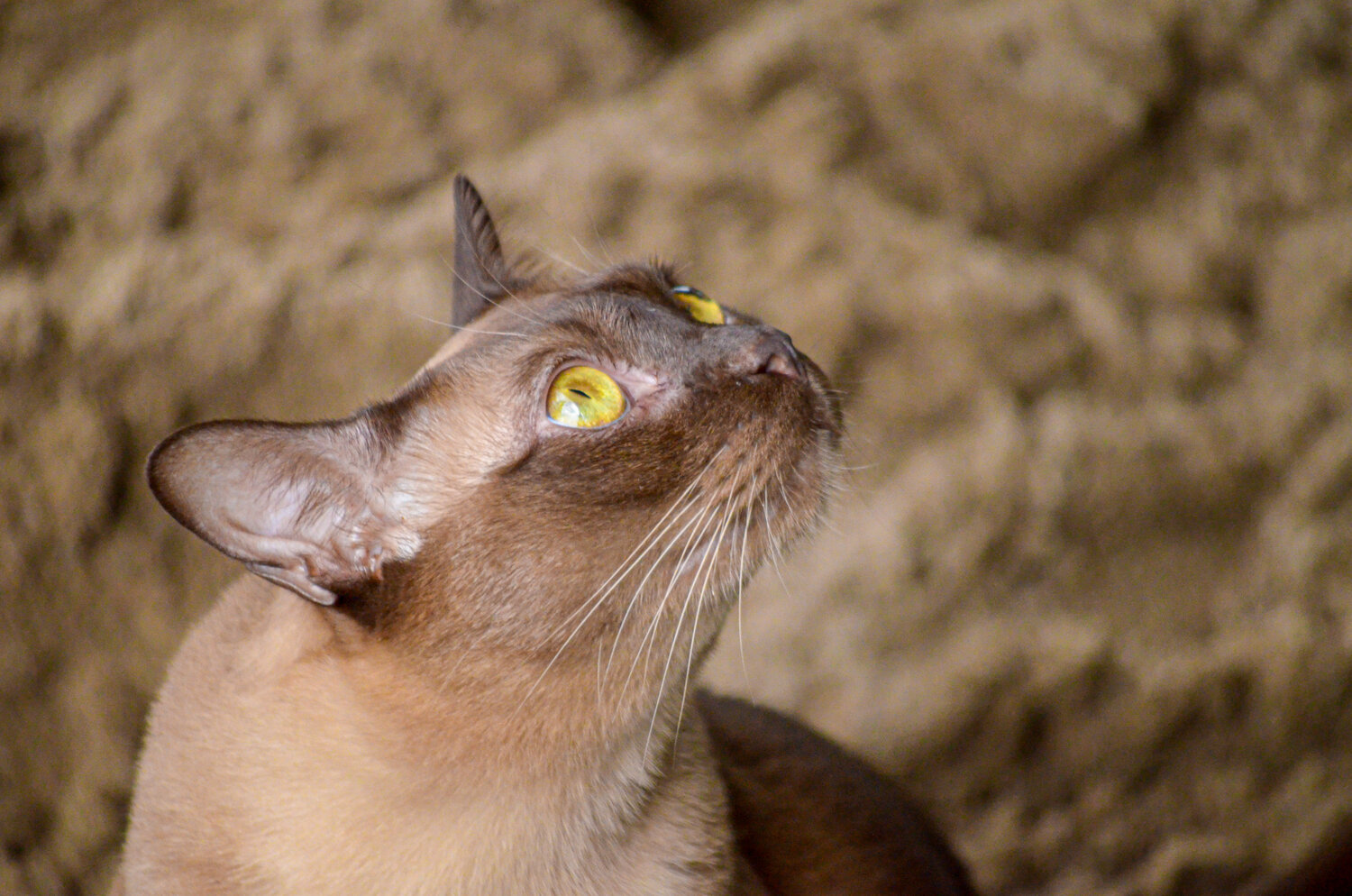 Photo #14058055