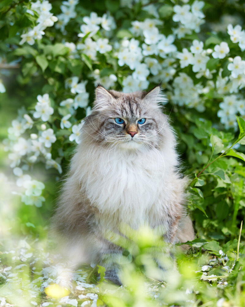 Photograph by Angry Xlinkas