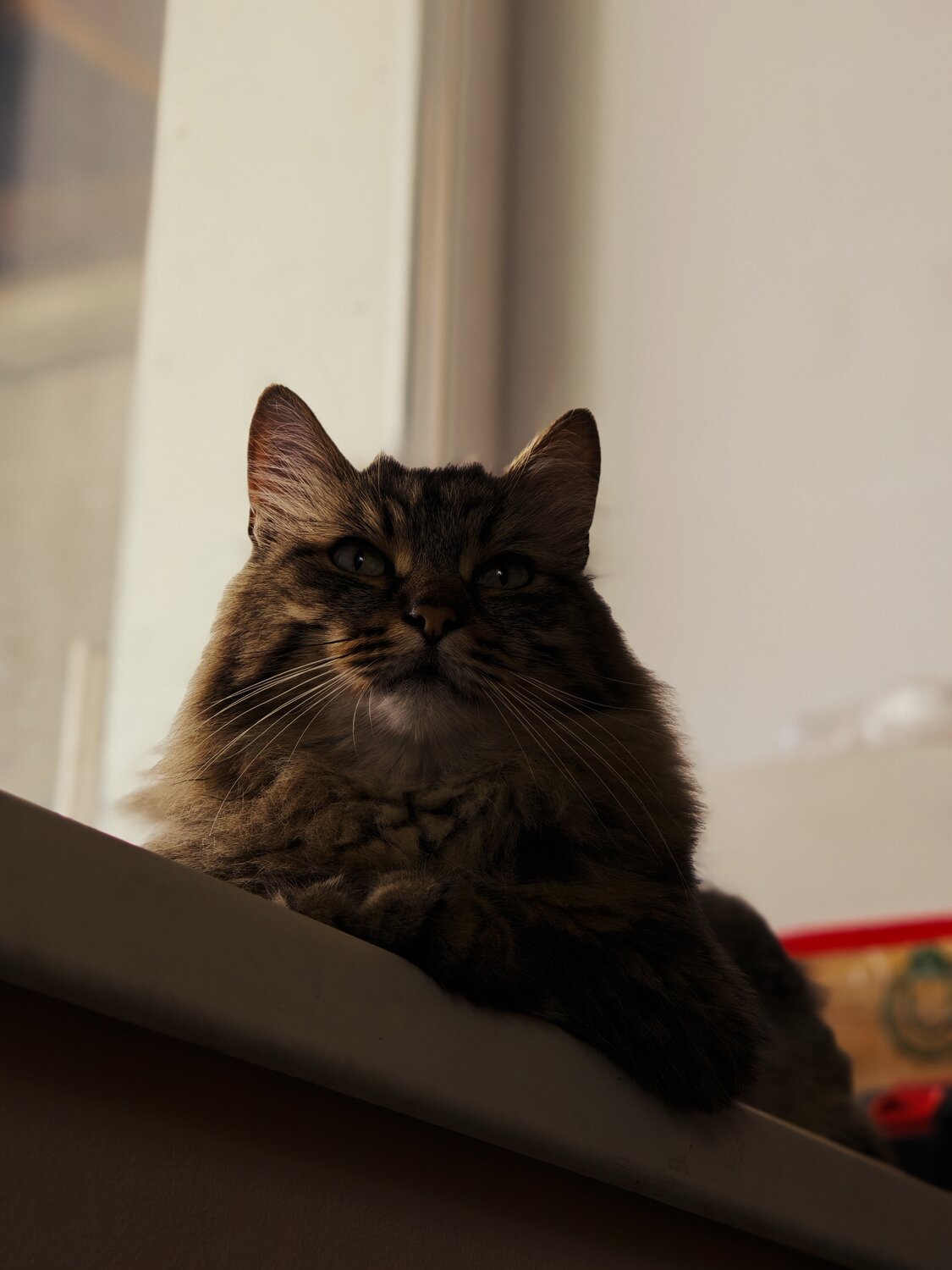 Photo #14058265
