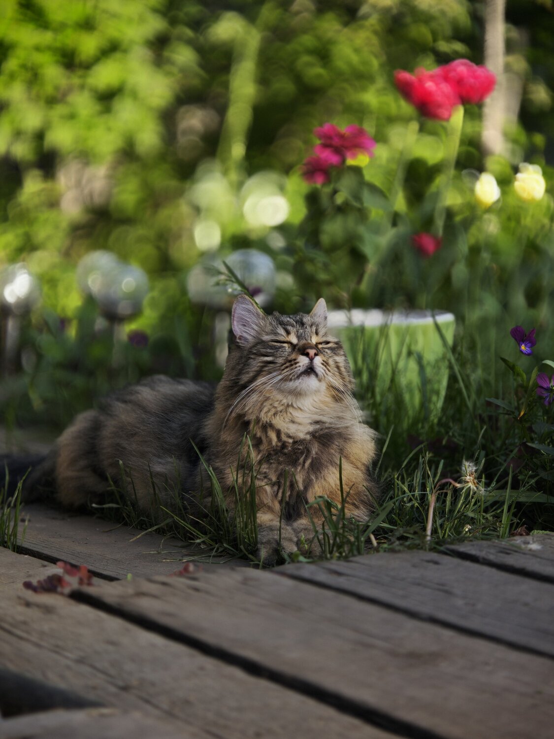Photo #14058266