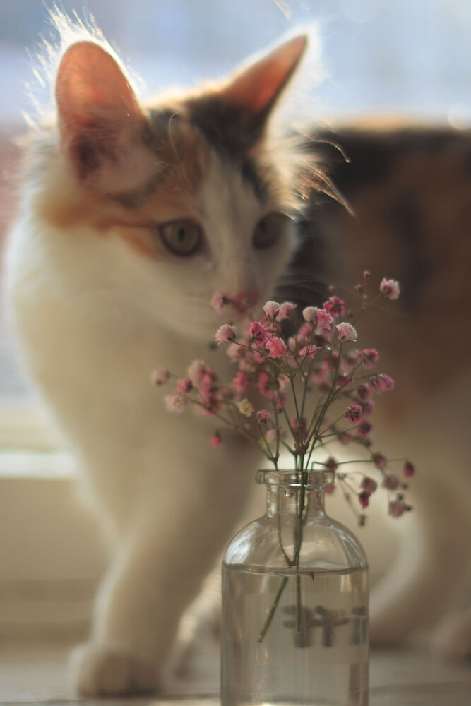 Photograph by Елена Шмырова