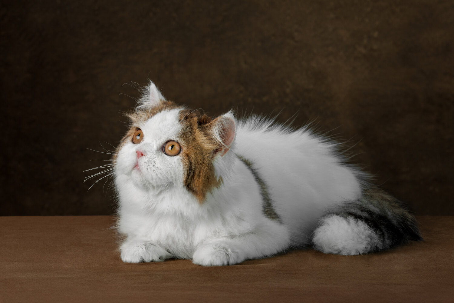 Photo #14058347