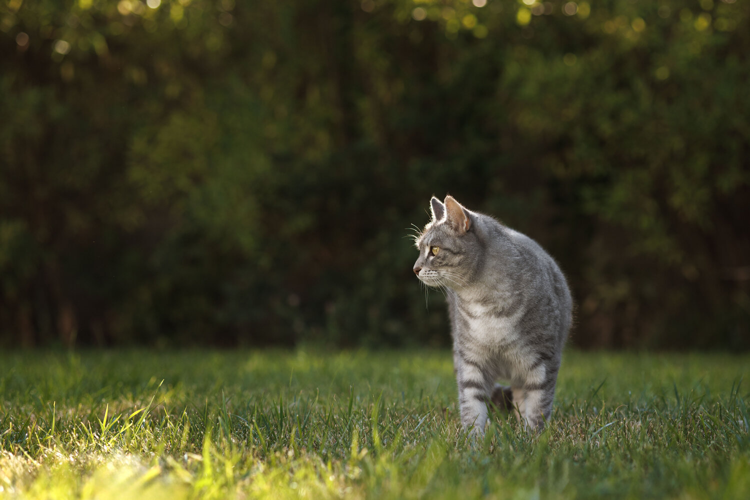 Photo #14058502