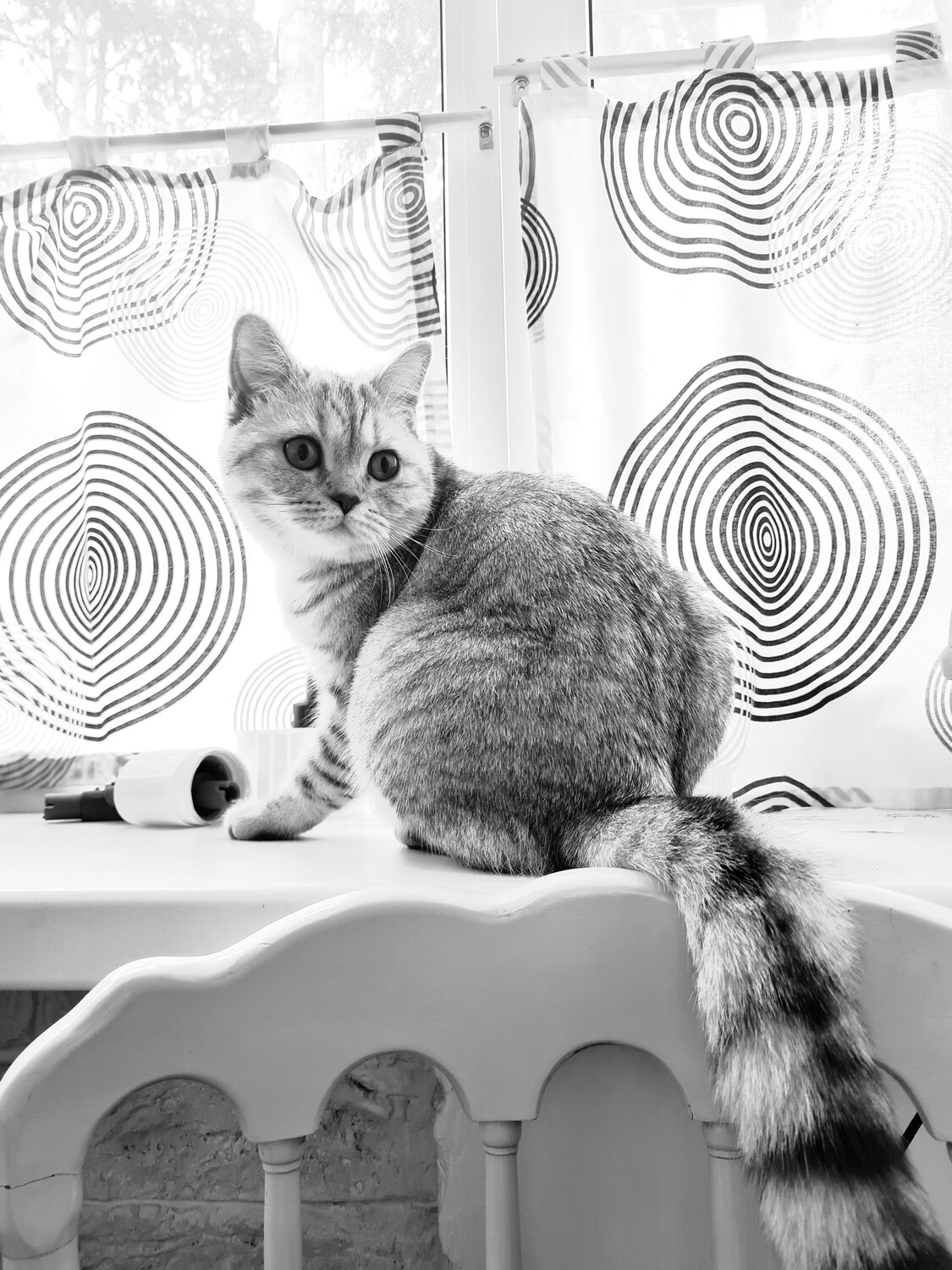 Photo #14058729