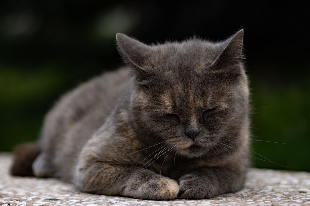Фотография автора Мария Степина