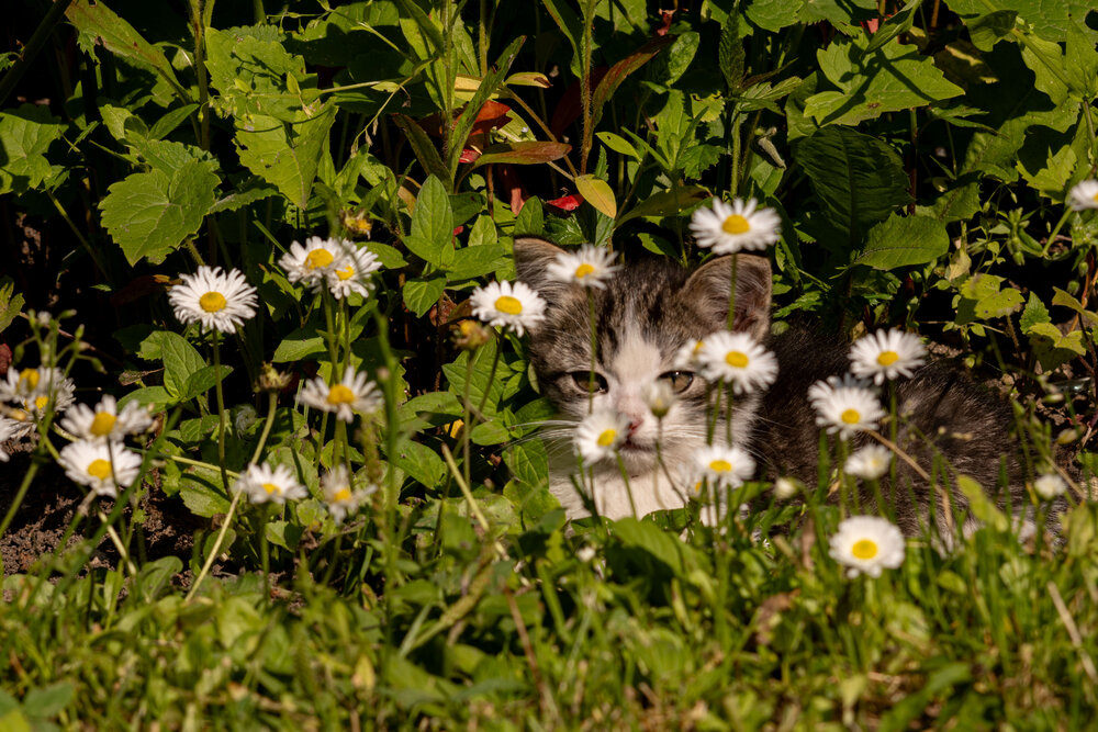 Фотография автора Мария Степина