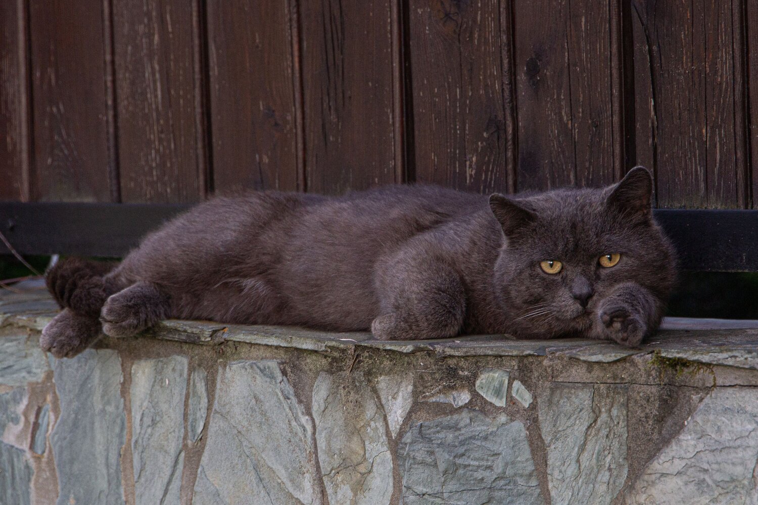 Фотография #14058923