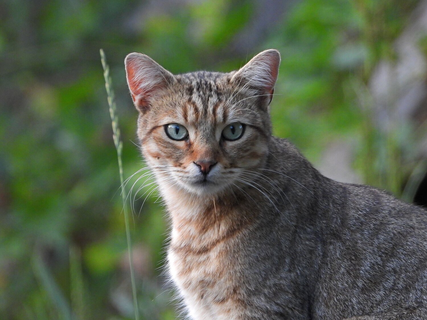 Photo #14059053