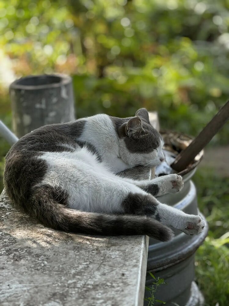 Кошка.