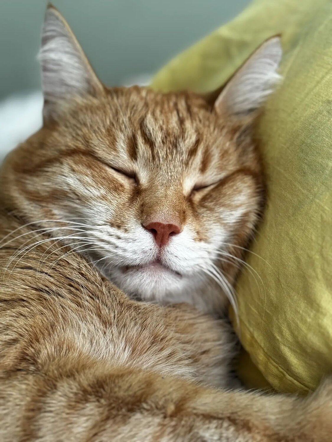 Кот.