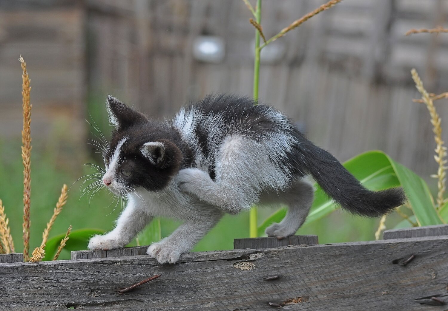 Photo #14059125