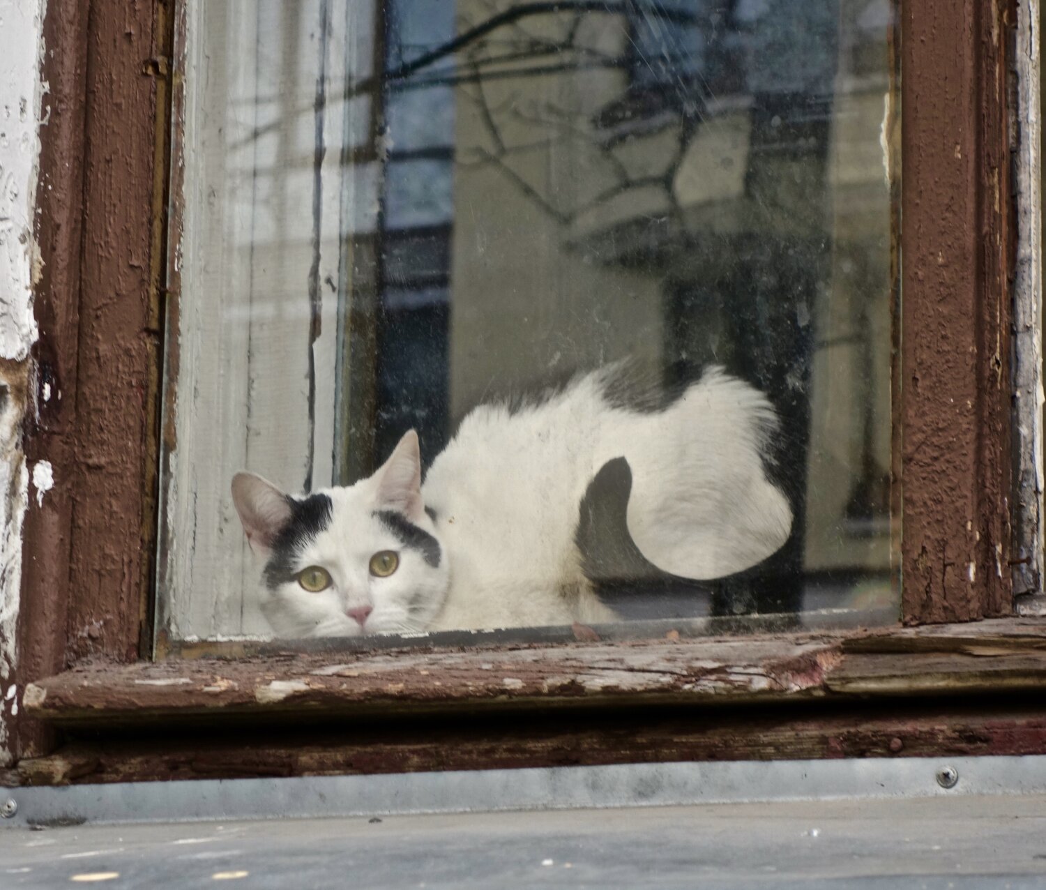 Photo #14059157