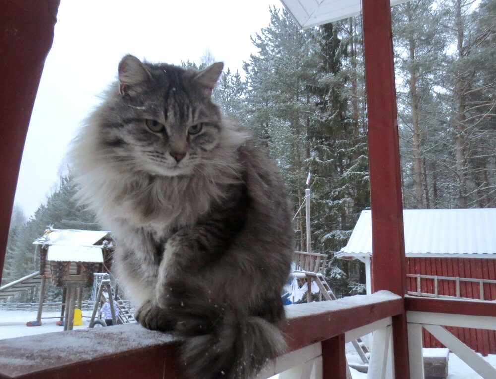 Photo #14059158