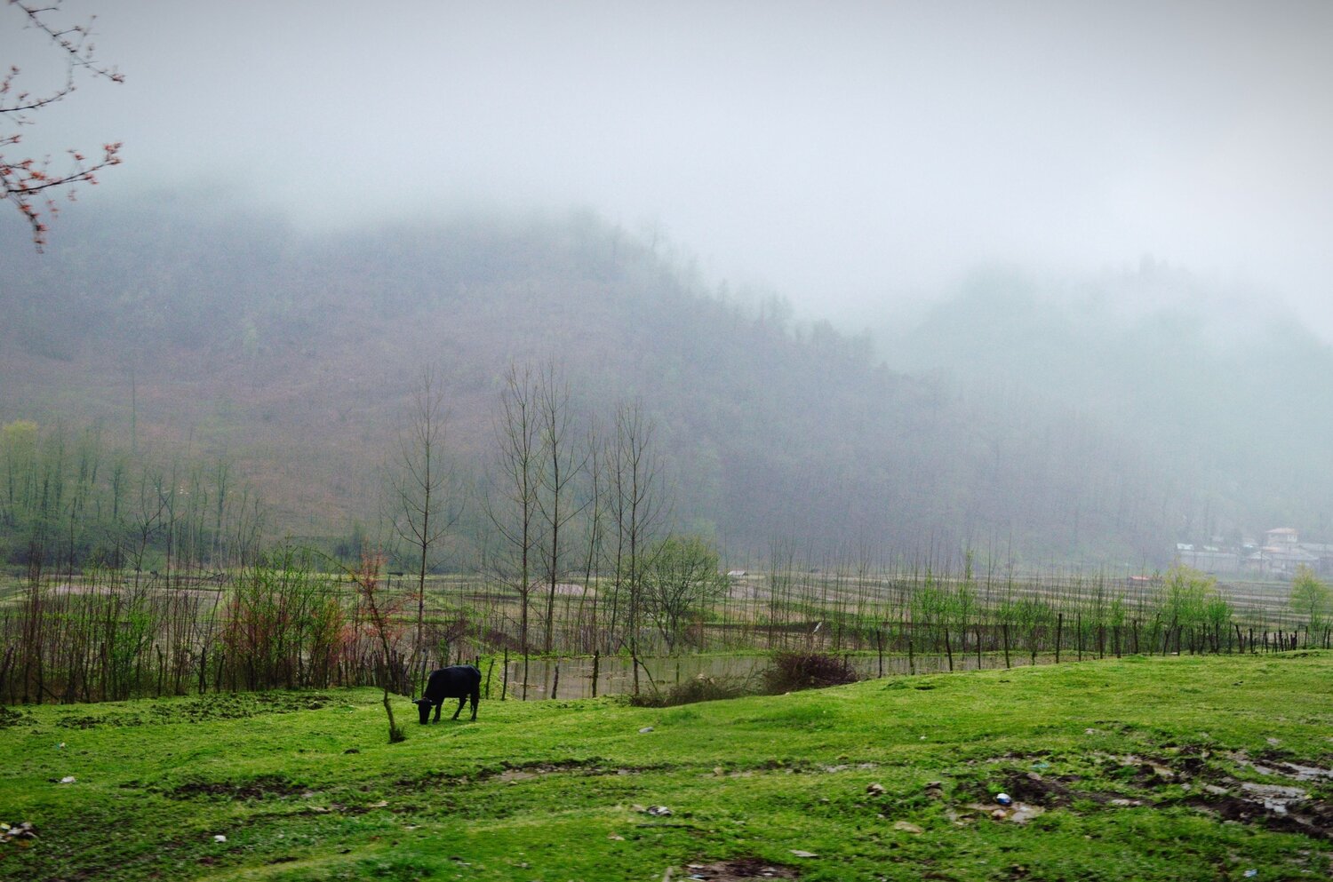 Rice paddies in northern Iran