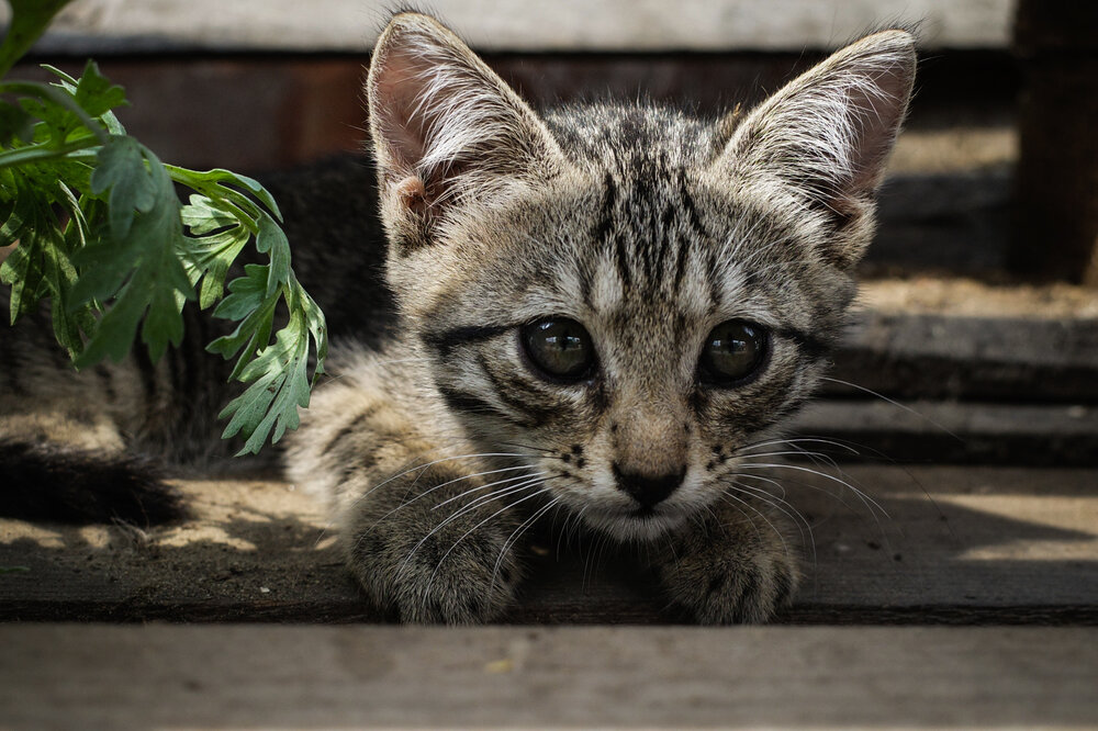 Photograph by Алла Никушкина