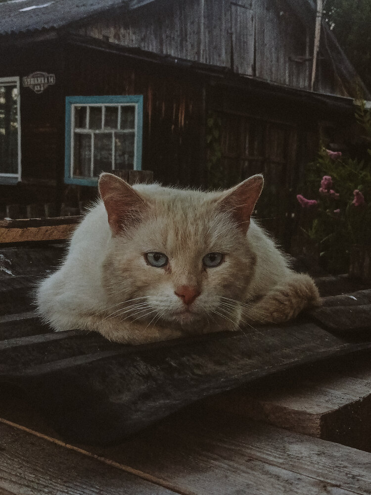 Photo #14059221