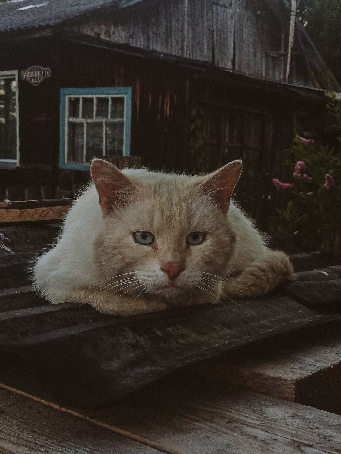 Photo #14059221