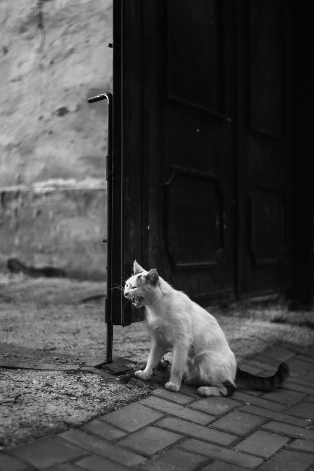 Photo #14059262