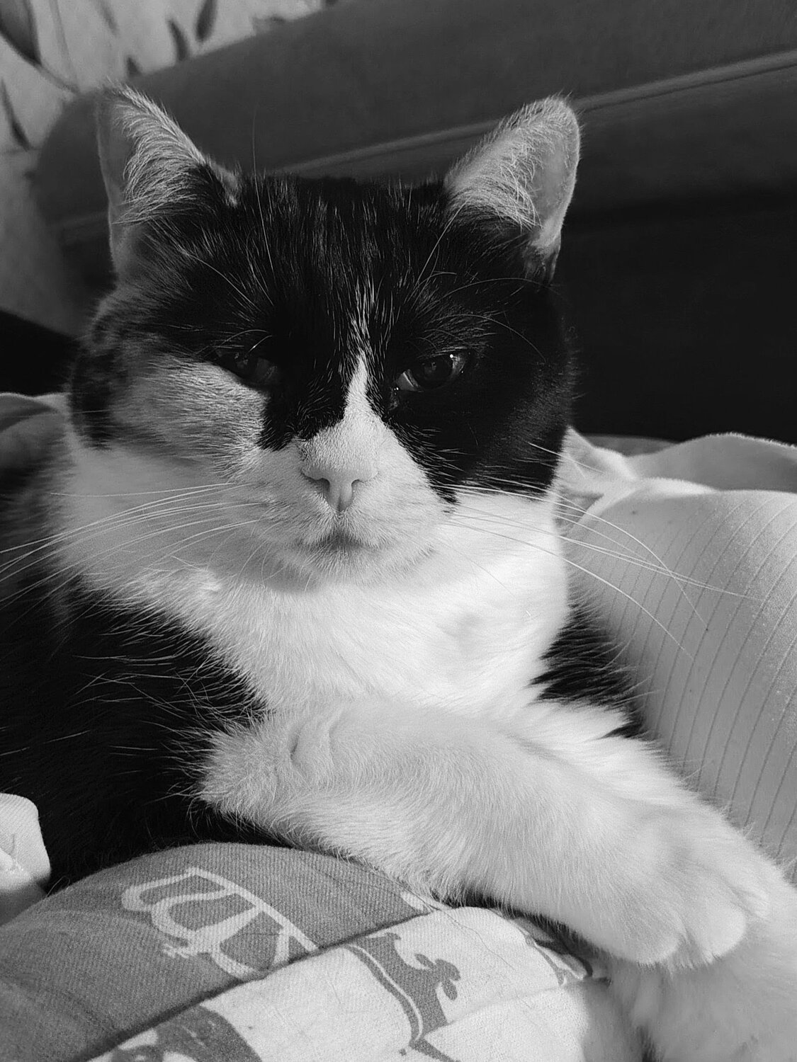 Photo #14059346
