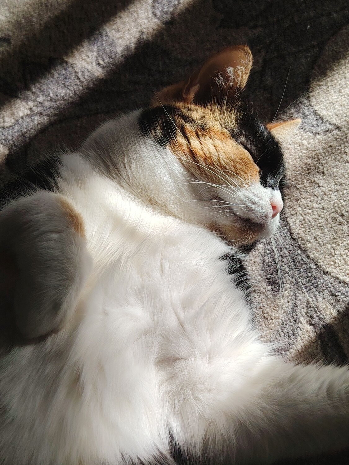 Photo #14059358