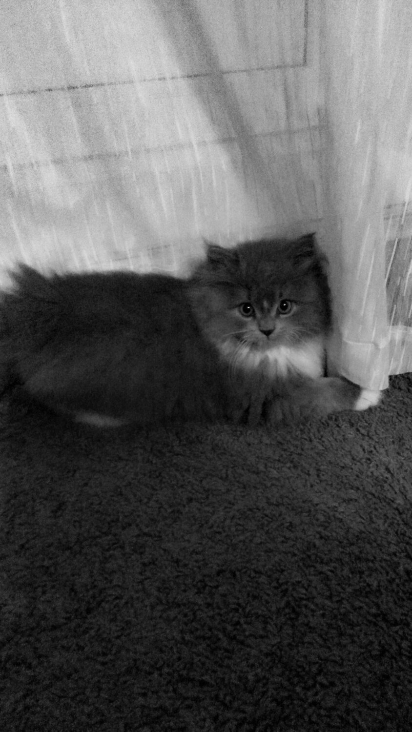 Photo #14059364