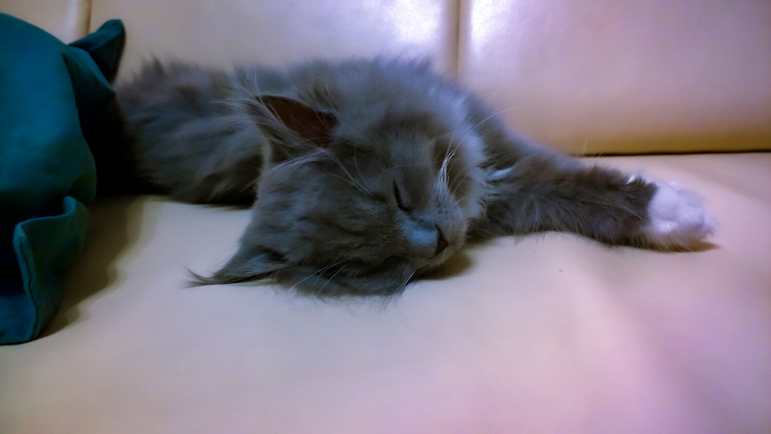Photo #14059378