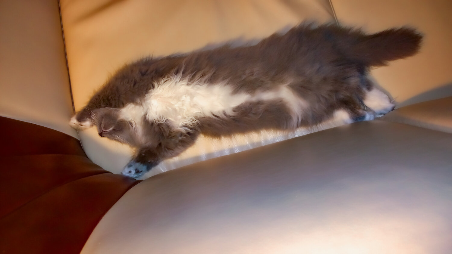 Photo #14059382